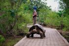 Obrazek Google Street View odwiedził Wyspy Żółwie