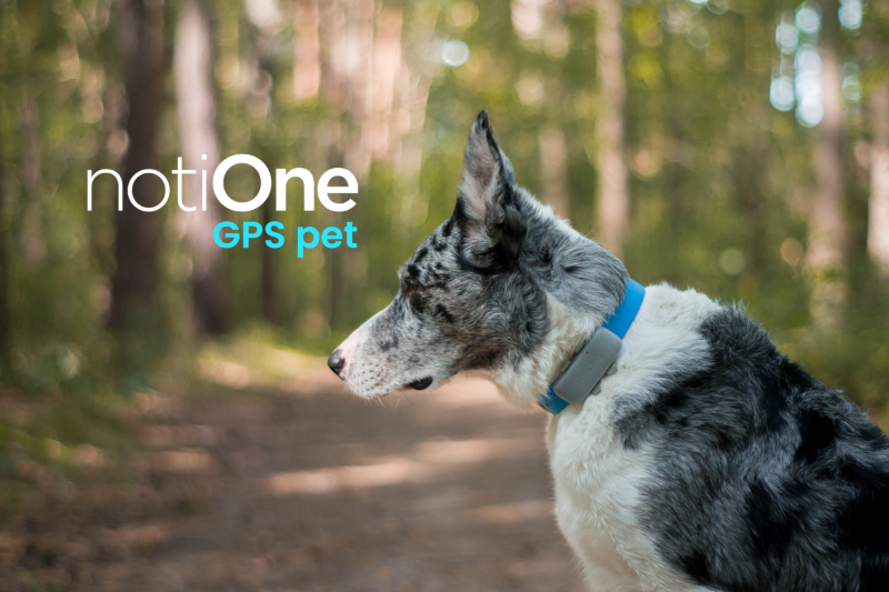 notiOne GPS pet - lokalizator dla psw i kotw bez abonamentu